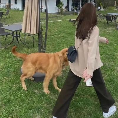 船长的魔法钻石